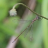 IMG_1517 Lestes virens vestalis